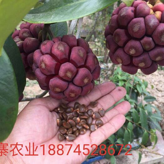 通道县黑老虎种子 粉红布福娜（黑老虎）