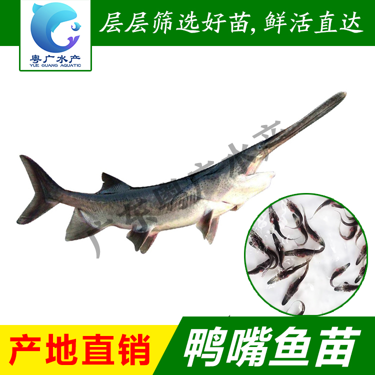 广州优质鸭嘴鱼苗 驯化吃料 基地直发 全国可到