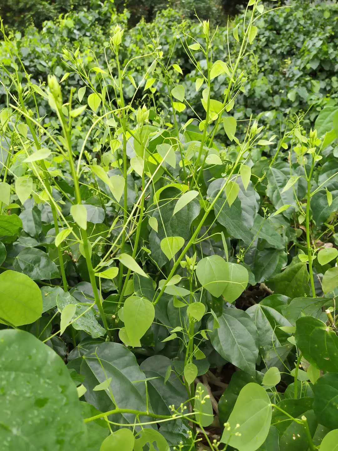姑娘菜 赤苍藤 广西大新县特色野菜