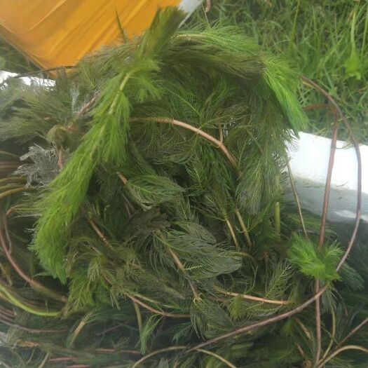 赤壁市粉绿狐尾藻 穗花狐尾澡
