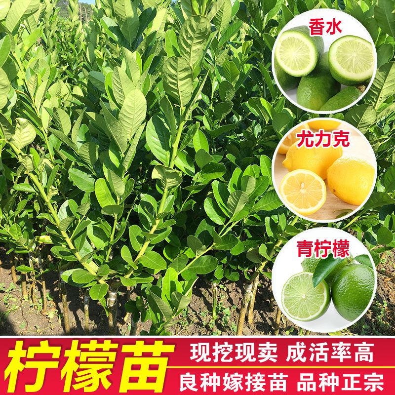  四季香水柠檬苗树盆栽阳台室内植物开花卉种植结果南北方果树苗