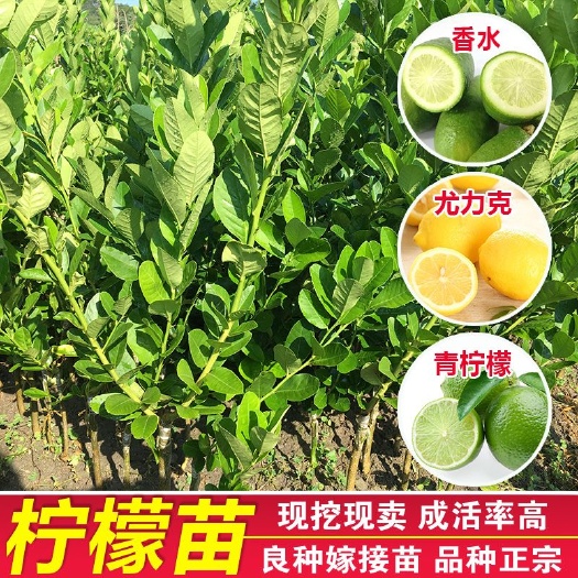 灵山县 四季香水柠檬苗树盆栽阳台室内植物开花卉种植结果南北方果树苗