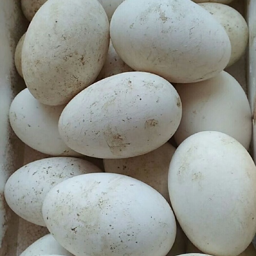 威海 ③花中鹅蛋    可食用  可孵化  欢迎广大客户订购