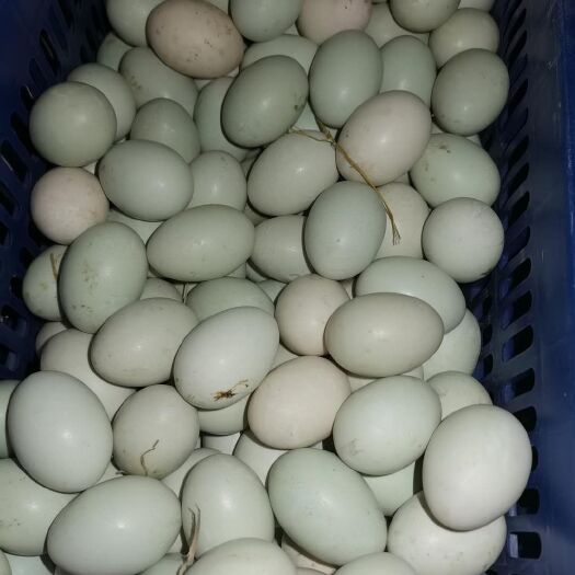廉江市红心蛋 红心海鸭蛋大量出售