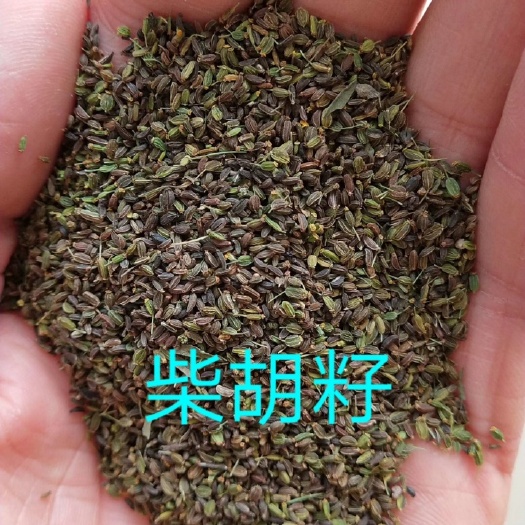 隆德县供应我合作社自产优质新产柴胡种子