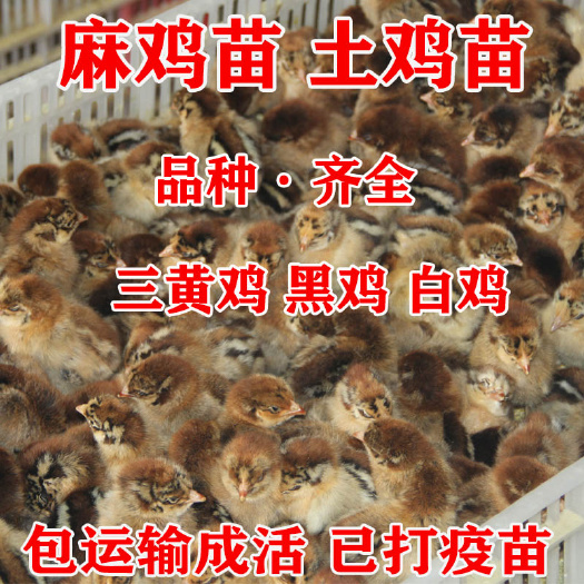永修县乌骨鸡苗 乌骨鸡