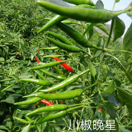 富顺县朝天椒种子 采收期长的朝天椒：川椒晚星