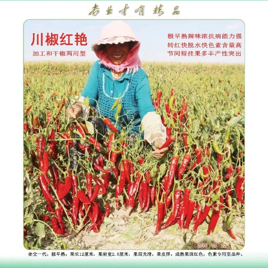富顺县羊角椒种子 特早熟，辣味浓，色素含量高的干鲜两用辣椒：川椒红艳