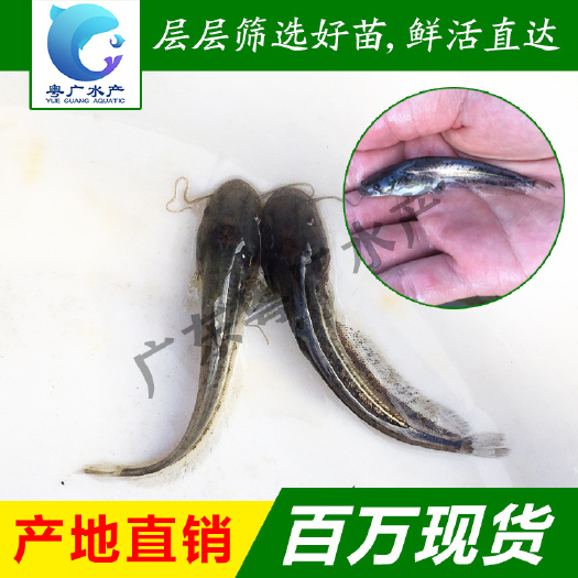 大口鲶鱼苗杂交大口鲶黄鲶鱼河鲶南方大口鲶基地直销包邮到达