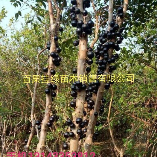 灵山县嘉宝果苗  嘉宝果树苗巴沙早生艾斯卡嘉宝果树苗盆栽地栽果树苗