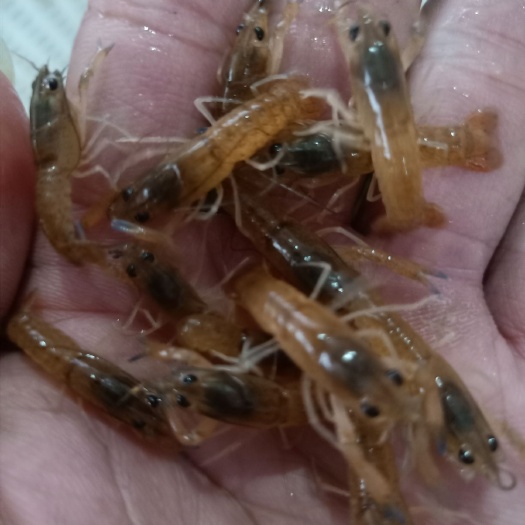 广州 优质:澳洲龙虾苗.龙虾苗.全国空运大量供应