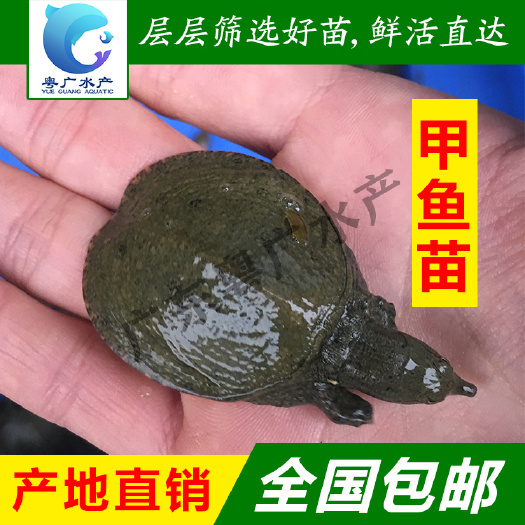 场地直销 甲鱼苗 中华甲 珍珠甲 黄沙甲 免费送货 货到付款