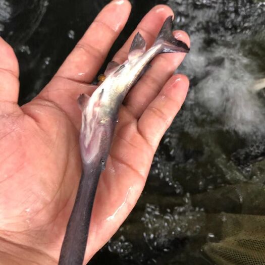 中山市 鸭嘴鱼苗