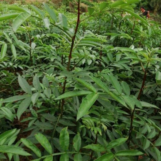 苍溪县青花椒苗 川大山青花椒树    全国包邮