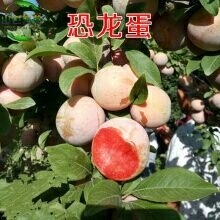 新泰市恐龙蛋李子苗，全新品种
