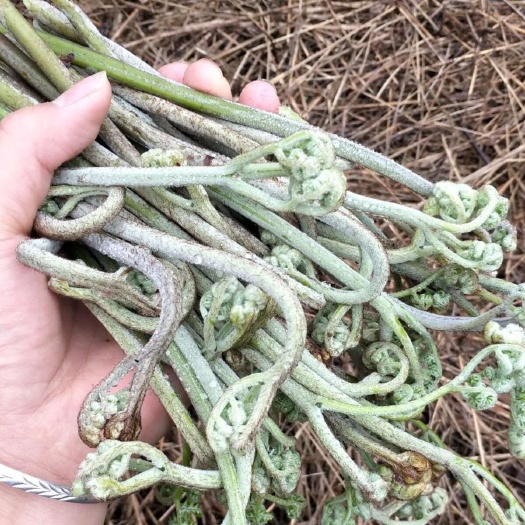 贵定县 我是贵州大山的搬运工 ，有需要蕨菜可以联系我