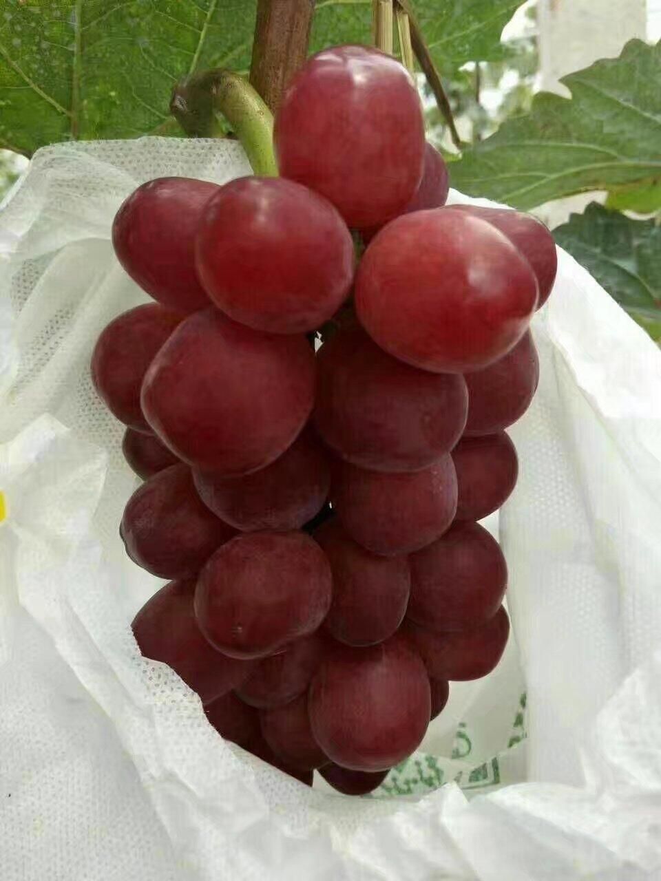 种植套袋   葡萄套袋无纺布防鸟防水专用套袋阳光玫瑰套袋网袋