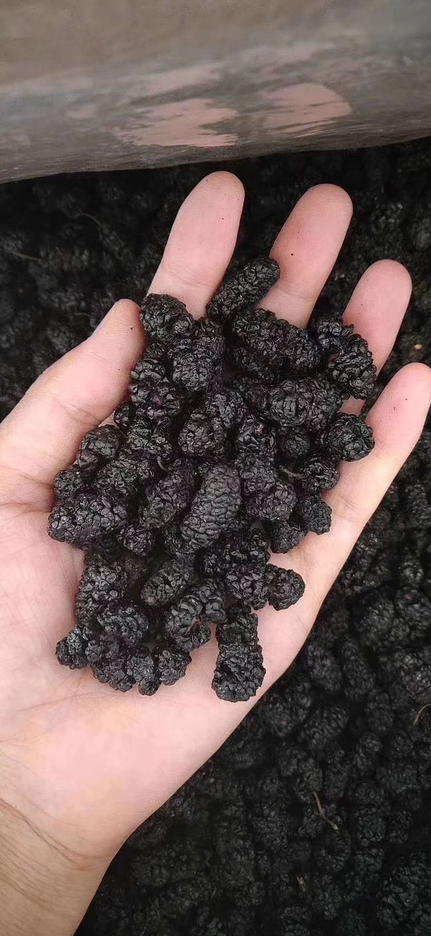 黑桑葚干，顺丰包邮，大颗粒免洗，颗颗甄选，粒粒晶莹！天然