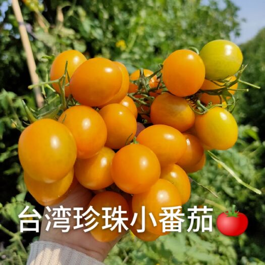 惠东县樱桃小番茄 珍珠小番茄