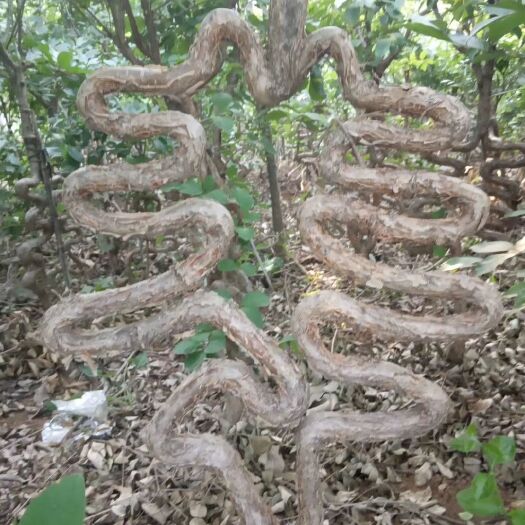 沂源县流苏树  流苏造型树，价格可以面议。