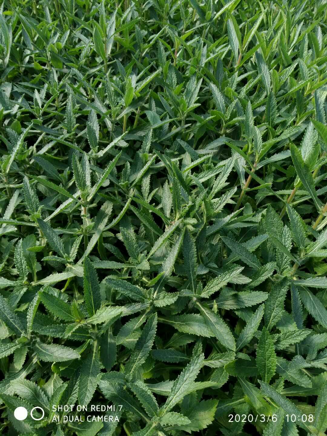 马鞭草