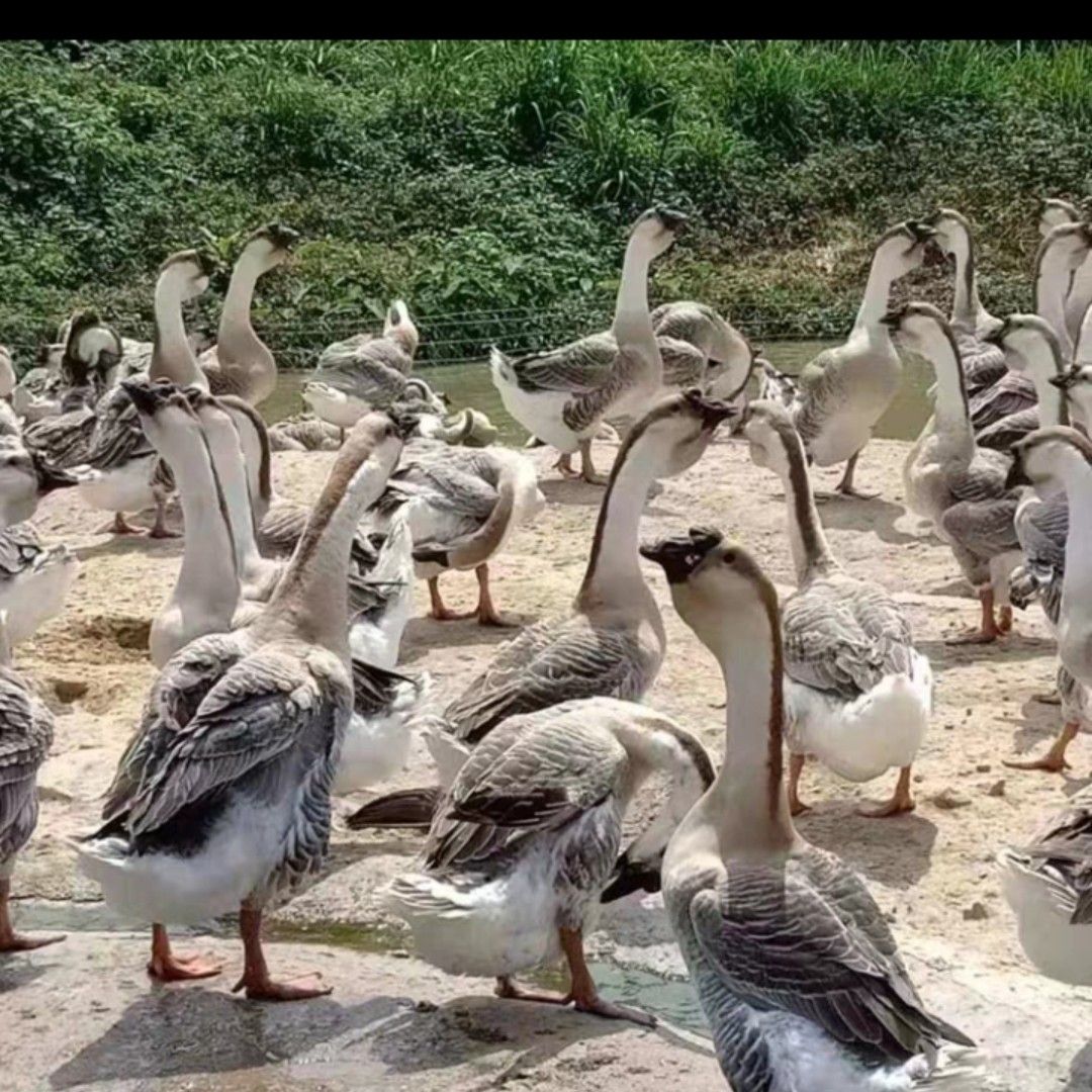  汕头狮头鹅苗  大种鹅