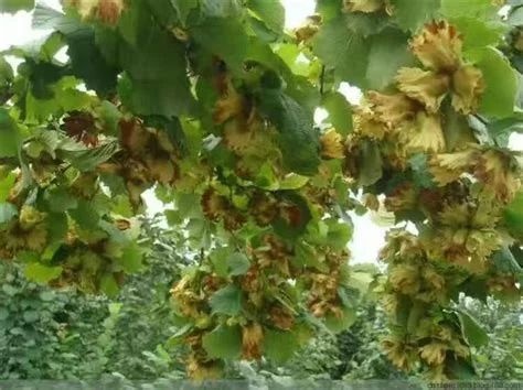 沈阳 出售平欧大榛子苗，品种全，纯度高，量大价格包您满意！