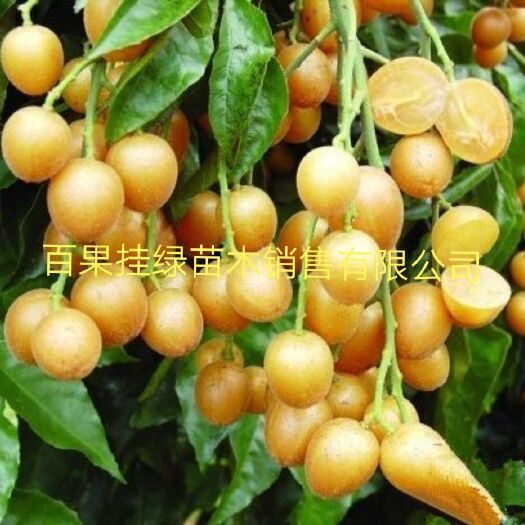 灵山县黑黄皮果苗  供应无核黄皮 黑黄皮鸡心黄皮 冰糖黄皮苗基地直发
