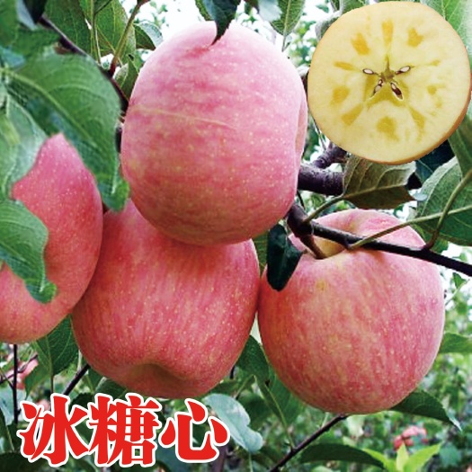 平邑县 新品种冰糖心苹果苗脱毒育苗免技术指导包品种包成活