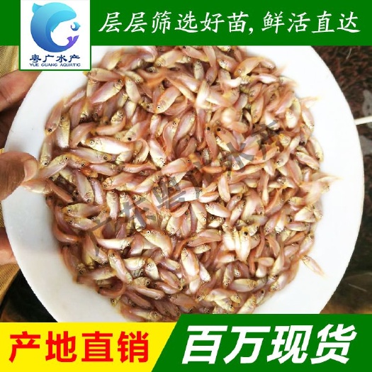 优质红罗非鱼苗  彩虹鲷鱼苗 罗非水花 价格优惠批发