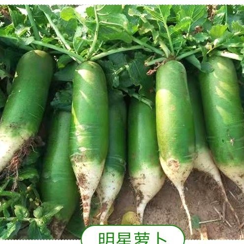 滕州市 山东水果萝卜 产地直供 冷库一级货 青萝卜 袋装或者纸箱包装