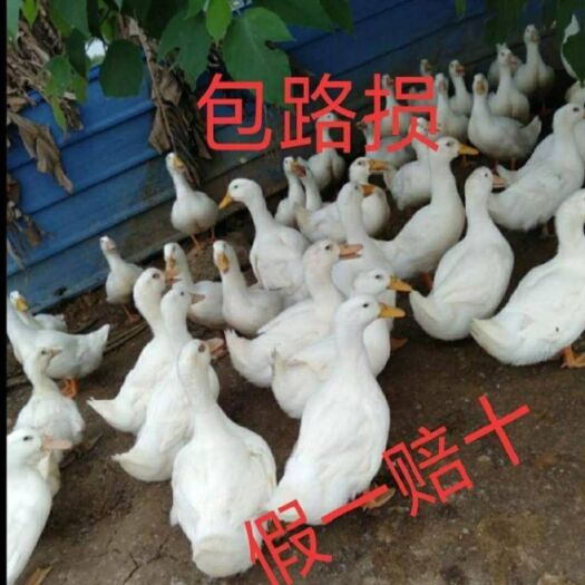 南宁 白鸭苗 桂柳鸭45天出栏，孵化场直销诚信经营假一赔十
