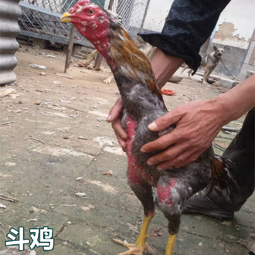 南宁斗鸡苗，越南斗鸡苗，成活高包打预苗