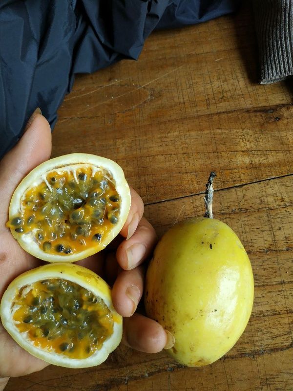 黄金百香果苗 维蜜百香果嫁接苗