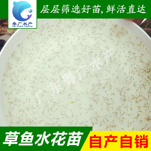 草鱼水花 广草水花 产地自孵化 免费送货 麦鲮水花 量大从优