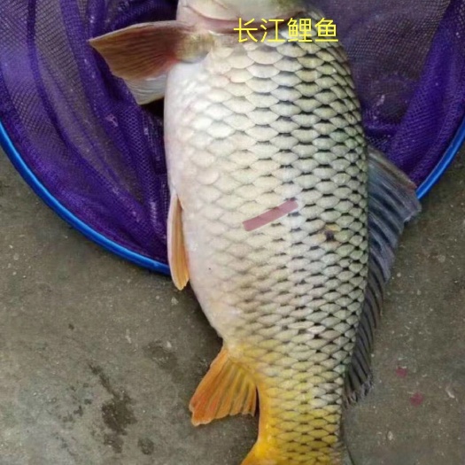 中山市 鲤鱼苗，鲤鱼水花苗，大量批发
