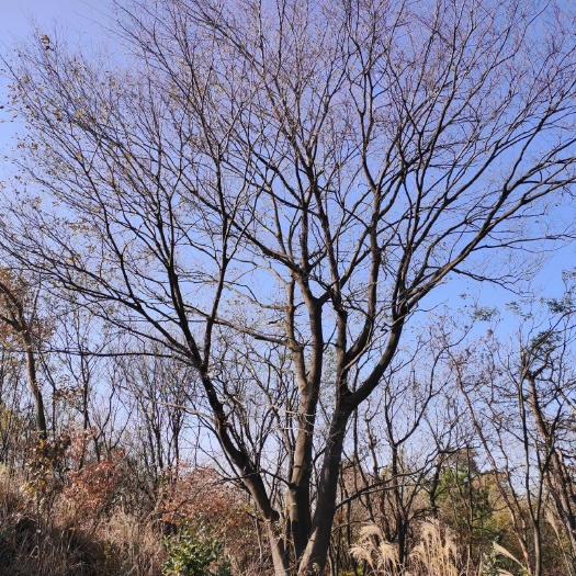 大悟县丛生朴树