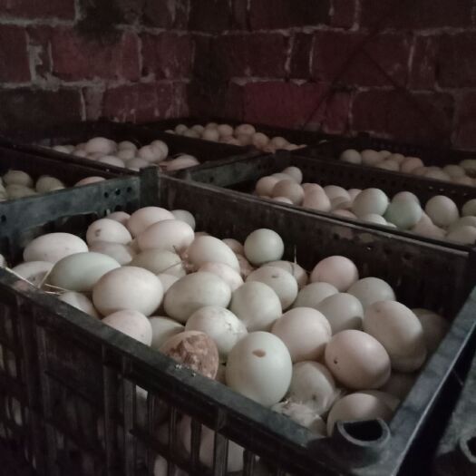 宜丰县 新鲜的鸭蛋5斤批发