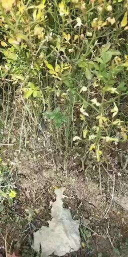 新野县枳壳苗大货供应一至五公分都有一年生二午生都有。三年生大苗。