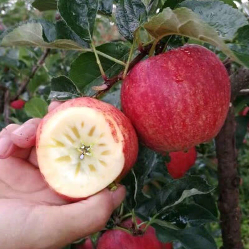 123苹果树苗  东北特产123果树苗123沙果123小苹果树苗含糖量百分十八