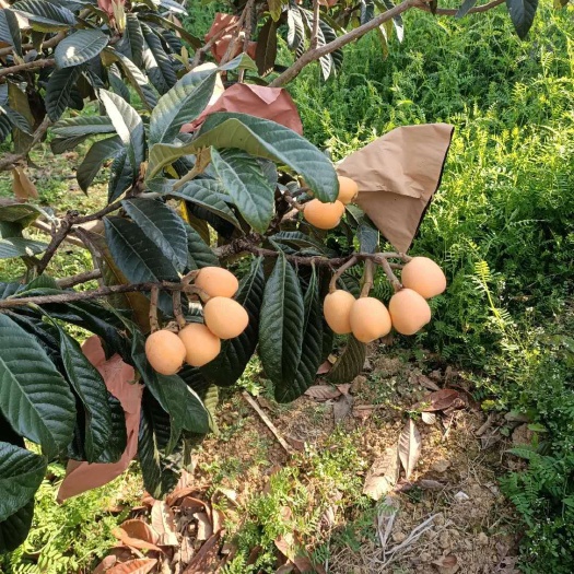 米易县 米易草场枇杷，农家种植，自销水果