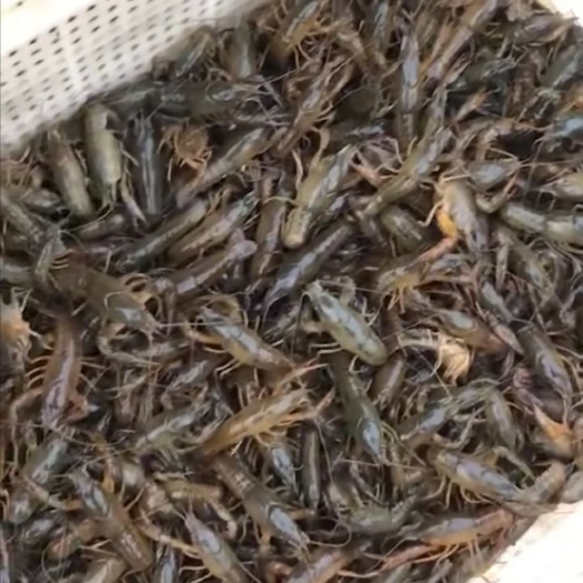 监利市 虾苗，成品虾，保证质量