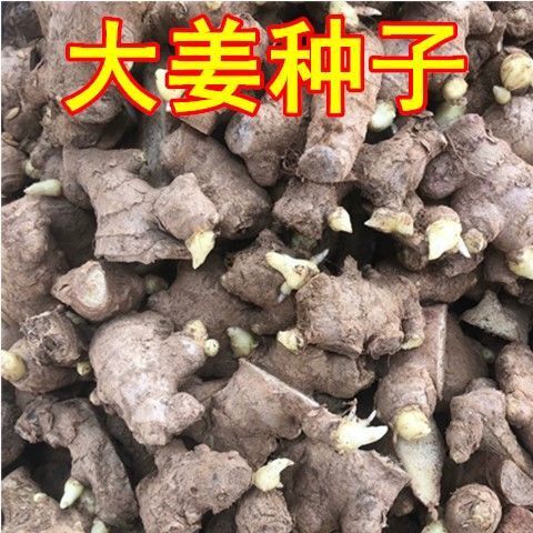 长沙大黄姜  大姜种亩产1万斤以上质量保证包邮
