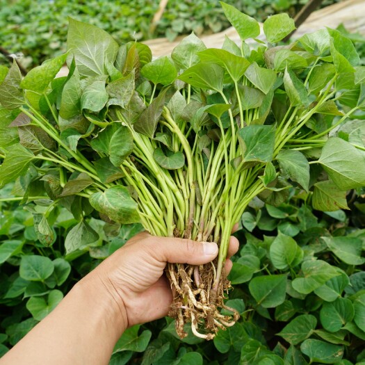 临沂商薯19红薯苗 红薯苗商薯19地瓜苗板栗薯济薯25济薯26山芋番薯种植苗