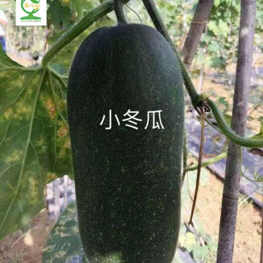 南宁冬瓜种子  小黑牛青皮小冬瓜 圆筒形 肉质致密 心腔小 口感