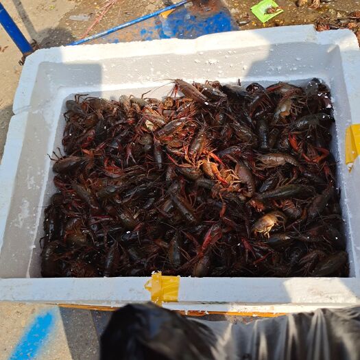 岳阳 合作社一万五千六百亩小龙虾欢迎大家选购