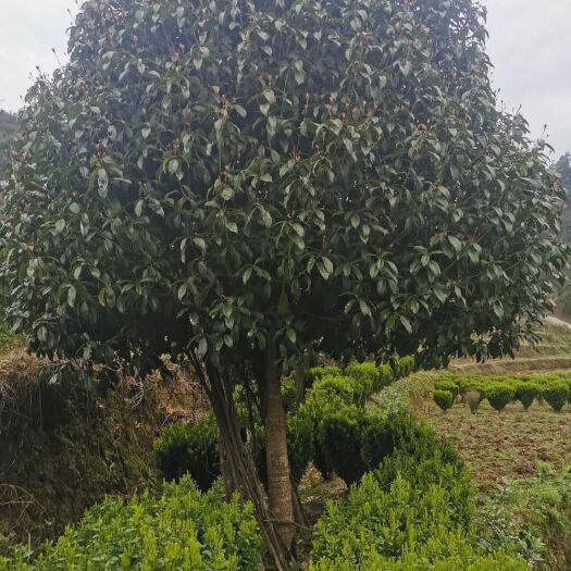 余庆县 桂花树