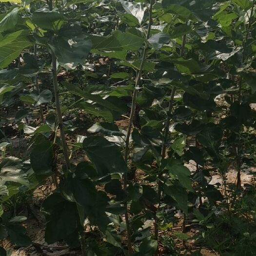 夏津县 优惠供应黑珍珠桑树苗