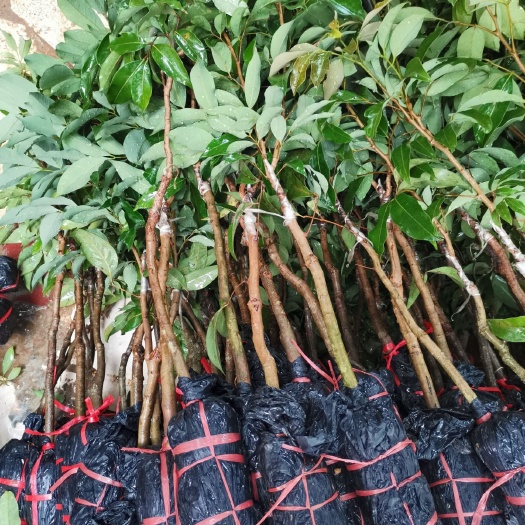 灵山县 三月红荔枝苗 荔枝嫁接苗 枝干粗壮