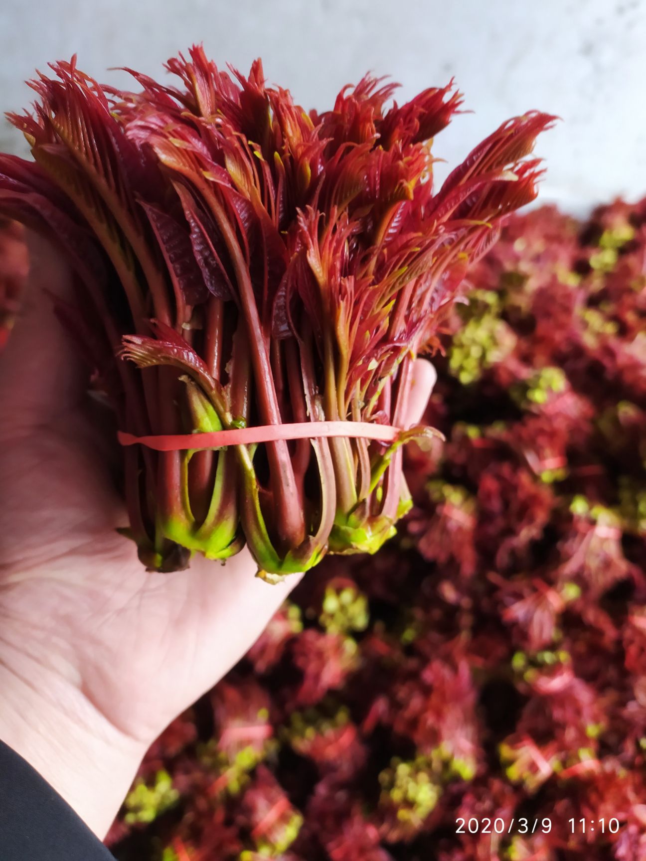 香椿芽 红油6号香椿芽